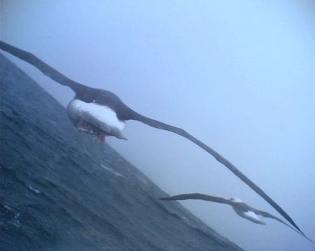 albatross