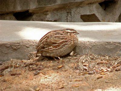 Coturnix japonica