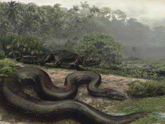 Titanoboa cerrejonensis.